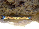 Strand Crab [Darwin] * 1280 x 960 * (354KB)